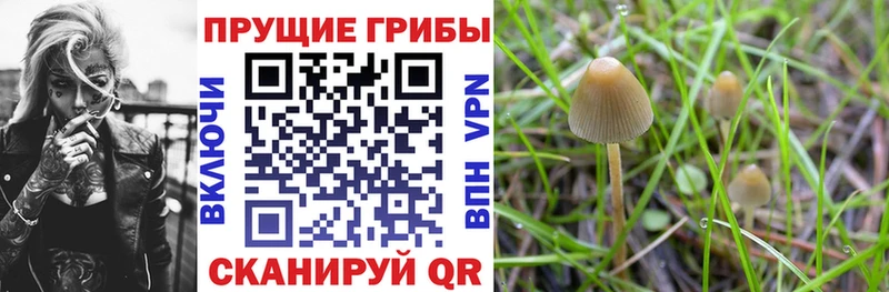 сколько стоит  Родники  мега ССЫЛКА  Псилоцибиновые грибы Psilocybe 